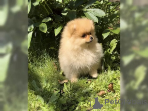 Zdjęcie №3. Piękne dzieci Pomeranian Zwergspitz. Niemcy