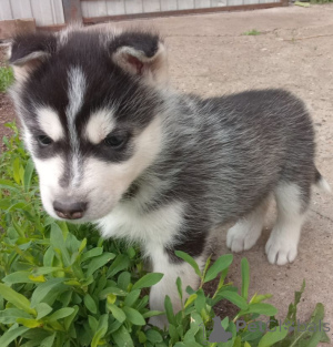 Zdjęcie №2 do zapowiedźy № 144169 na sprzedaż  husky syberyjski - wkupić się Federacja Rosyjska prywatne ogłoszenie