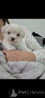 Zdjęcie №3. Unikalne koreańskie maltipoo. USA