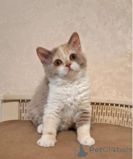 Zdjęcie №1. selkirk rex krótkowłosy - na sprzedaż w Bleialf | 1674zł | Zapowiedź № 177043