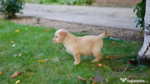 Zdjęcie №3. Golden Retriever Kölykök Eladók. Niemcy