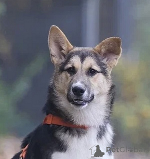 Zdjęcie №2 do zapowiedźy № 133501 na sprzedaż  pies nierasowy - wkupić się Federacja Rosyjska prywatne ogłoszenie