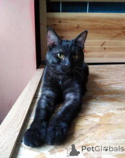 Zdjęcie №4. Sprzedam  w Rzeka Moskwa.  - cena - Bezpłatny