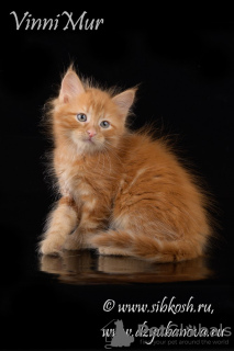 Zdjęcie №2 do zapowiedźy № 68530 na sprzedaż  kot syberyjski - wkupić się Federacja Rosyjska od żłobka