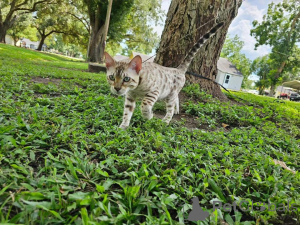 Zdjęcie №2 do zapowiedźy № 153251 na sprzedaż  kot bengalski - wkupić się Szwecja prywatne ogłoszenie