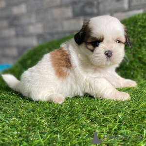 Zdjęcie №1. shih tzu - na sprzedaż w Fredericksborg | negocjowane | Zapowiedź №168256