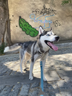 Zdjęcie №3. Rozdawanie husky. Gruzja