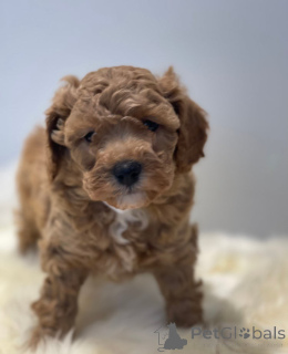 Zdjęcie №2 do zapowiedźy № 143444 na sprzedaż  pies nierasowy - wkupić się Niemcy hodowca