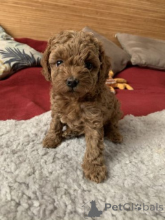 Zdjęcie №1. pudel (zabawka) - na sprzedaż w Jurbarkas | negocjowane | Zapowiedź №159877