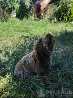 Dodatkowe zdjęcia: Rasowe szczenięta Lagotto Romagnolo