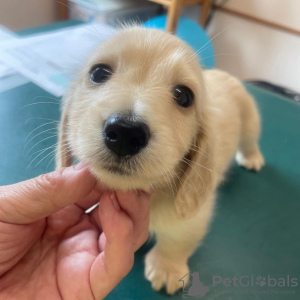 Zdjęcie №2 do zapowiedźy № 71437 na sprzedaż  jamnik - wkupić się Estonia prywatne ogłoszenie