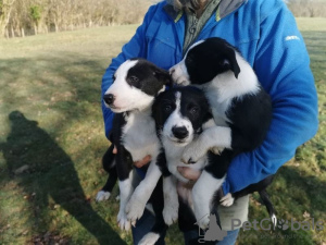 Zdjęcie №1. border collie - na sprzedaż w Münster | negocjowane | Zapowiedź №82391