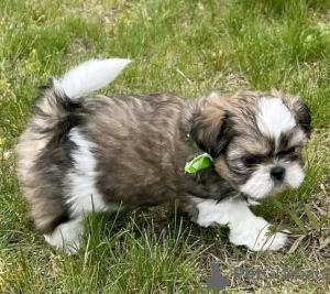 Zdjęcie №2 do zapowiedźy № 111385 na sprzedaż  shih tzu - wkupić się USA prywatne ogłoszenie