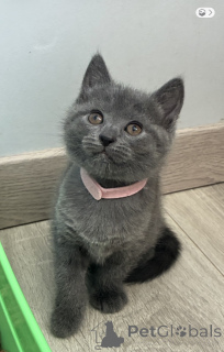 Zdjęcie №3. Na miejscu dostępne urocze kocięta Chartreux. Belgia