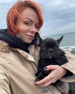 Zdjęcie №4. Sprzedam buldog francuski w Baden-Baden. prywatne ogłoszenie - cena - 1931zł