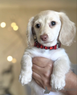 Zdjęcie №2 do zapowiedźy № 165207 na sprzedaż  jamnik - wkupić się Holandia hodowca