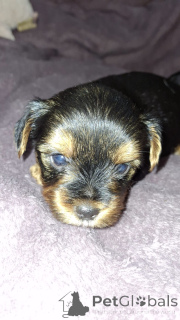 Zdjęcie №3. Miniaturowe Yorksowie.. Łotwa