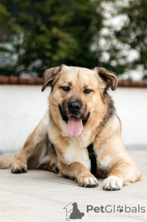 Zdjęcie №1. pies nierasowy - na sprzedaż w Rzeka Moskwa | Bezpłatny | Zapowiedź №154082