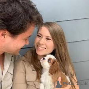 Zdjęcie №2 do zapowiedźy № 165589 na sprzedaż  cavalier king charles spaniel - wkupić się Holandia prywatne ogłoszenie, hodowca