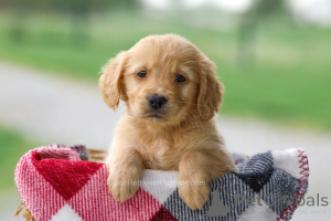Zdjęcie №3. Urocze szczenięta Golden Retriever gotowe na kochające domy. Niemcy