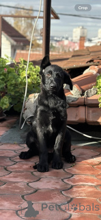 Zdjęcie №2 do zapowiedźy № 159097 na sprzedaż  owczarek niemiecki - wkupić się Serbia hodowca