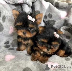 Zdjęcie №1. maltańczyk, yorkshire terrier - na sprzedaż w Торонто | 3050zł | Zapowiedź №141166