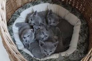 Zdjęcie №1. rosyjski niebieski - na sprzedaż w Bruksela | 2774zł | Zapowiedź № 164251