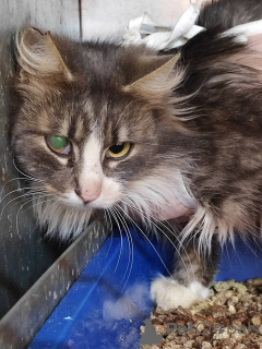 Zdjęcie №1.  - na sprzedaż w Mińsk | Bezpłatny | Zapowiedź № 166210