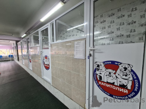 Zdjęcie №3. Hotel psów w Federacja Rosyjska