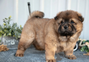 Zdjęcie №1. chow-chow - na sprzedaż w Dubai | negocjowane | Zapowiedź №158655