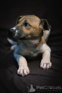 Zdjęcie №4. Sprzedam pies nierasowy w Москва. prywatne ogłoszenie - cena - Bezpłatny