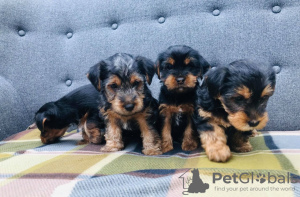 Zdjęcie №3. Szczeniak Yorkshire Terrier Filiżanka do bezpłatnej adopcji. Niemcy