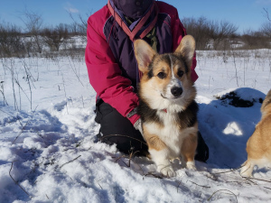 Dodatkowe zdjęcia: Welsh Corgi Pembroke