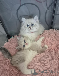 Zdjęcie №1. kot syberyjski - na sprzedaż w Bünsdorf | 1674zł | Zapowiedź № 153179