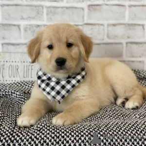 Zdjęcie №3. Wspaniałe szczenięta golden retrievera. USA