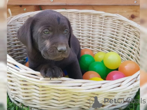 Zdjęcie №2 do zapowiedźy № 136936 na sprzedaż  labrador retriever - wkupić się Niemcy 