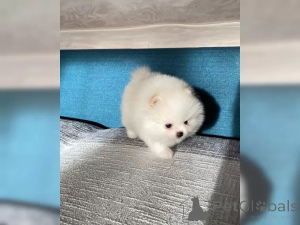 Zdjęcie №3. Słodkie szczenięta pomerańskie zwergspitz. Niemcy