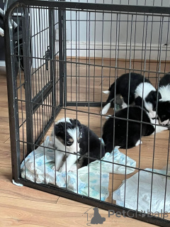 Zdjęcie №4. Sprzedam border collie w Arrondissement de Berchtesgaden-Campagne. prywatne ogłoszenie, hodowca - cena - 1555zł