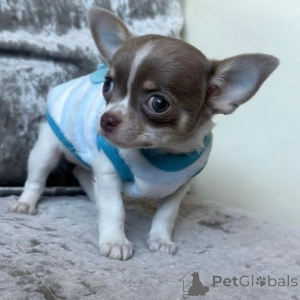 Zdjęcie №1. chihuahua (rasa psów) - na sprzedaż w Norymberga | negocjowane | Zapowiedź №152847