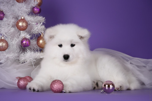 Zdjęcie №2 do zapowiedźy № 4532 na sprzedaż  samojed (rasa psa) - wkupić się Federacja Rosyjska 