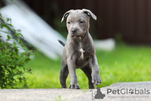 Dodatkowe zdjęcia: American Staffordshire Bull Terrier dziewczynki