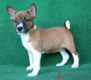 Zdjęcie №1. basenji - na sprzedaż w Berlin | negocjowane | Zapowiedź №156750