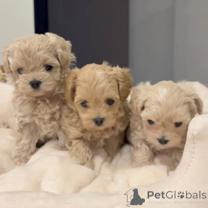 Zdjęcie №1. maltipu - na sprzedaż w Dijon | negocjowane | Zapowiedź №167213