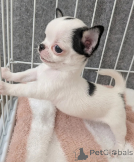 Zdjęcie №3. Adorables chiots Chihuahua są bliższe rodzinie. Francja