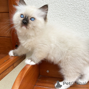 Zdjęcie №1. ragdoll - na sprzedaż w Praga | negocjowane | Zapowiedź № 171357