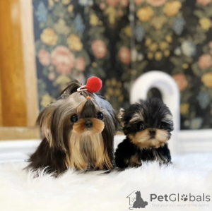 Zdjęcie №2 do zapowiedźy № 158875 na sprzedaż  pies nierasowy - wkupić się USA prywatne ogłoszenie, od żłobka