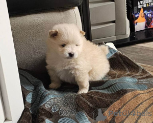 Zdjęcie №1. szpic miniaturowy - na sprzedaż w Antwerpia | 1196zł | Zapowiedź №161432