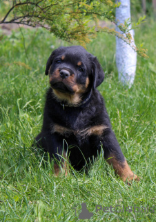 Zdjęcie №4. Sprzedam rottweiler w Bobruisk. od żłobka - cena - 4186zł