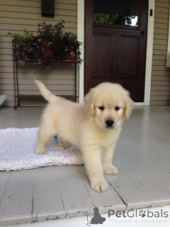 Zdjęcie №2 do zapowiedźy № 168392 na sprzedaż  golden retriever - wkupić się Niemcy hodowca