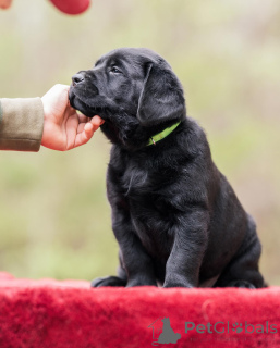 Zdjęcie №2 do zapowiedźy № 160259 na sprzedaż  labrador retriever - wkupić się Wielka Brytania prywatne ogłoszenie